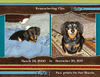 Memories of Cleo - Pets Photo Book