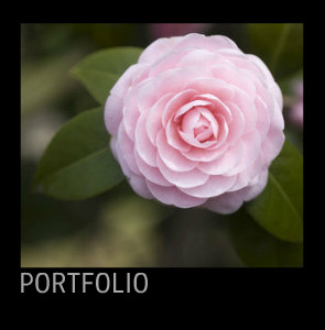 Black Portfolio