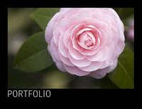 Black Portfolio