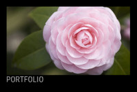 Black Portfolio