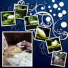 WaWa Fish - Nature Photo Book