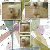 Experimenting With Mixbook - Photo Book