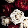 my wedding roses - Romance Photo Book