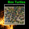 Turtles - Education Photo Book
