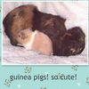 guinea pigs - Photo Book
