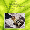 Golden Mantled Ground Squirrel - Nature Photo Book