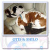 My First Basset Buddies - Otis & Shilo - Nature Photo Book