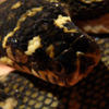 Lady Lovely Scales - Nature Photo Book