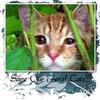 My Feral Cat Project Book - Nature Photo Book