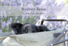 Sydney Bean A Dog's Life, Recalled (minibook) - Pets Photo Book
