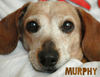 MURPHY SUE - Pets Photo Book